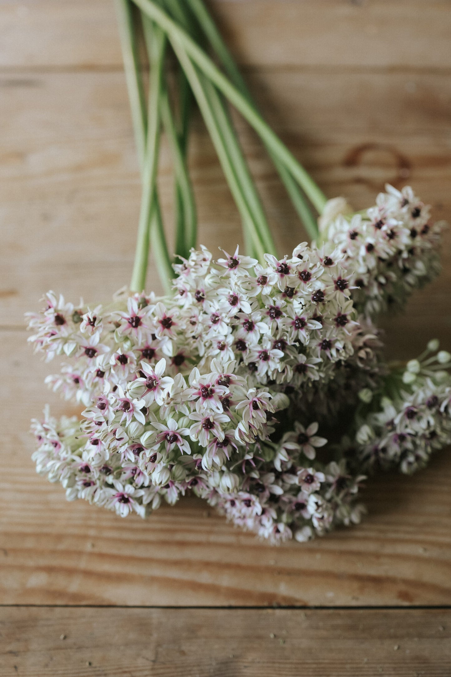 Allium Silver Spring Flower bunch - باقة زهرة الآليوم