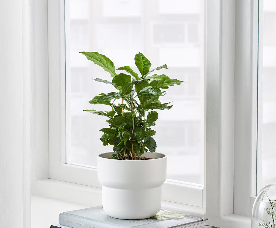 White Pot - Planter