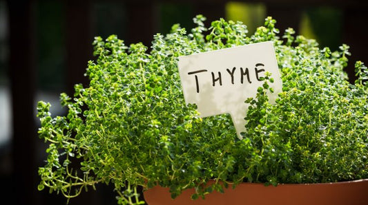 Thyme Seeds - Organic