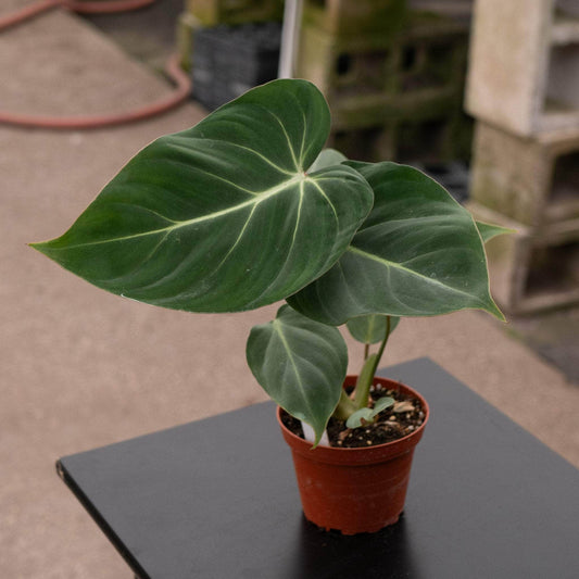 Philodendron Gloriosum - Rare Indoor House Plant - نبات داخلي