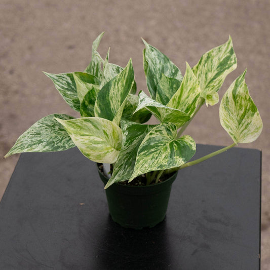 Epipremnum Marble Queen - Varigated Pothos - نبات داخلي