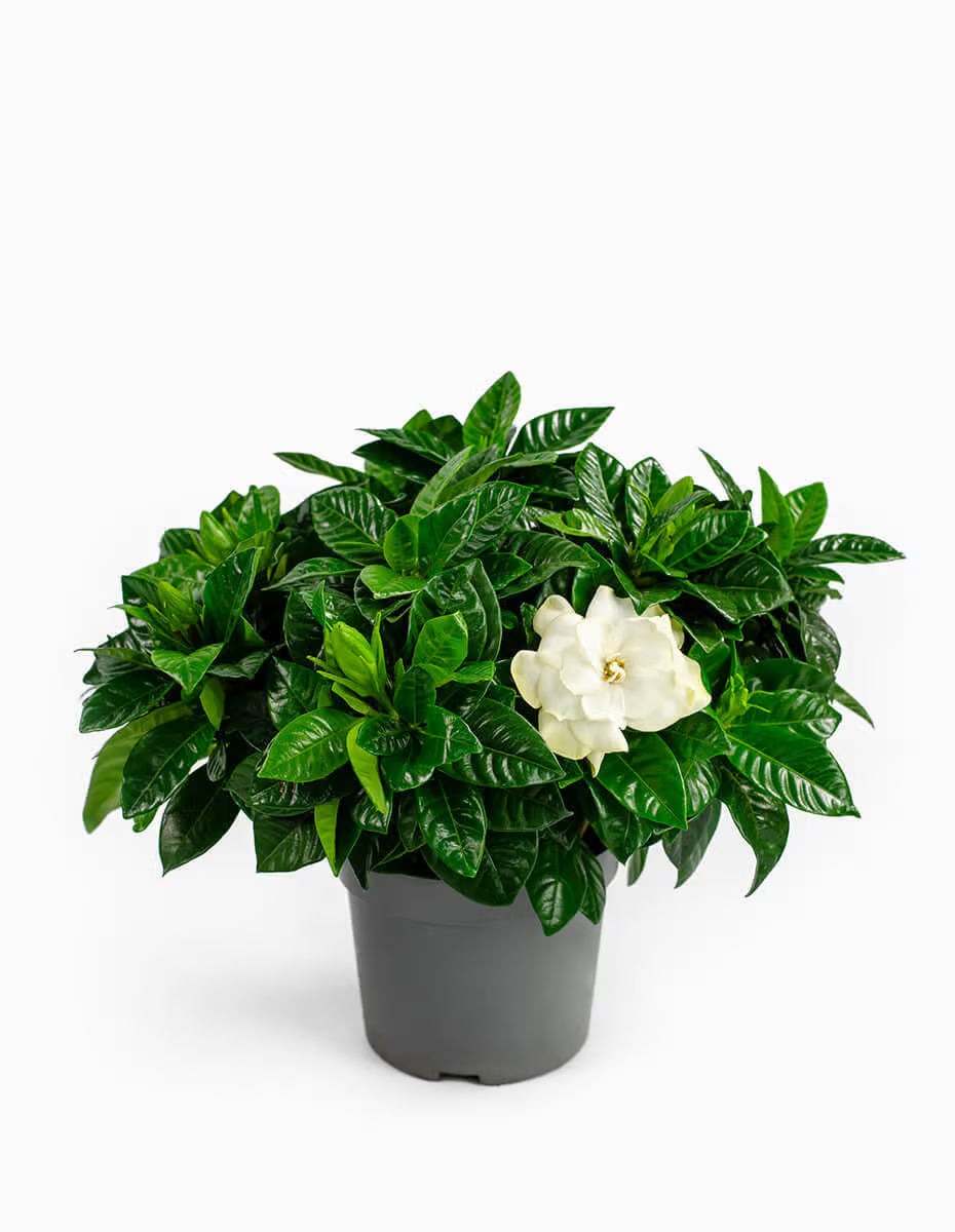 Gardenia Jasminoides - Indoor Flowering House Plant - نبات داخلي