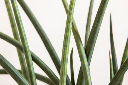 Sansevieria Cylindrica African Spear – Snake Plant | نبتة داخلية