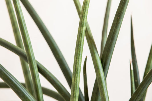 Sansevieria Cylindrica African Spear – Snake Plant | نبتة داخلية