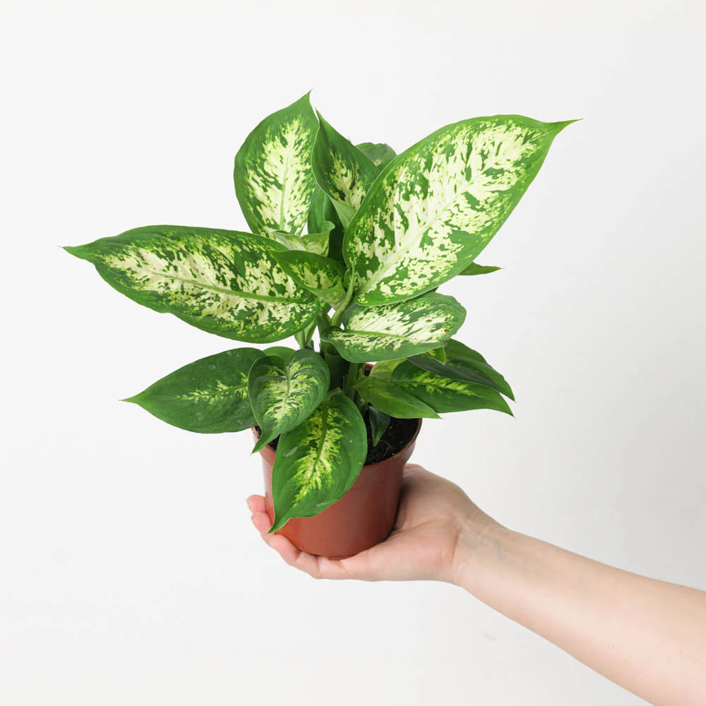 Dieffenbachia Compacta indoor house plant with lush, variegated leaves, perfect for indoor decoration.