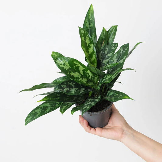 Aglaonema Maria indoor house plant with lush variegated leaves, perfect for home decor, available from Kuwait based online plant shop