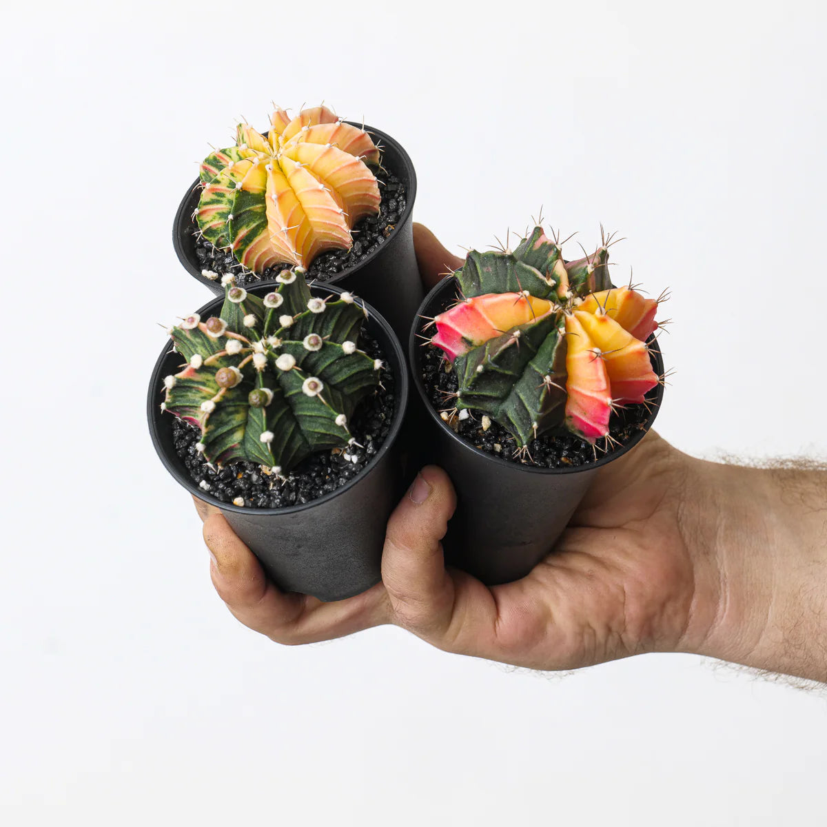 Gymnocalycium Var...