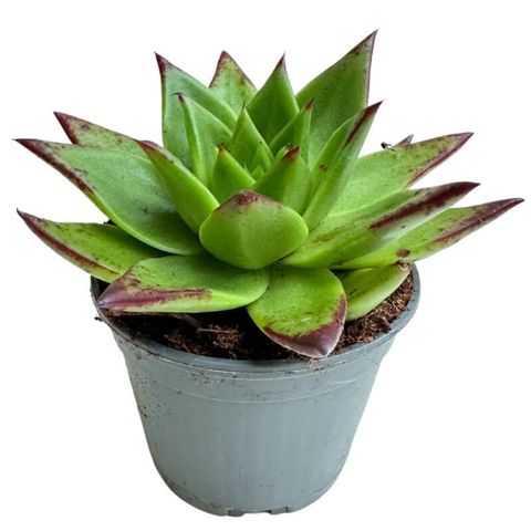 Echeveria Agavoides - Indoor Succulent Plant