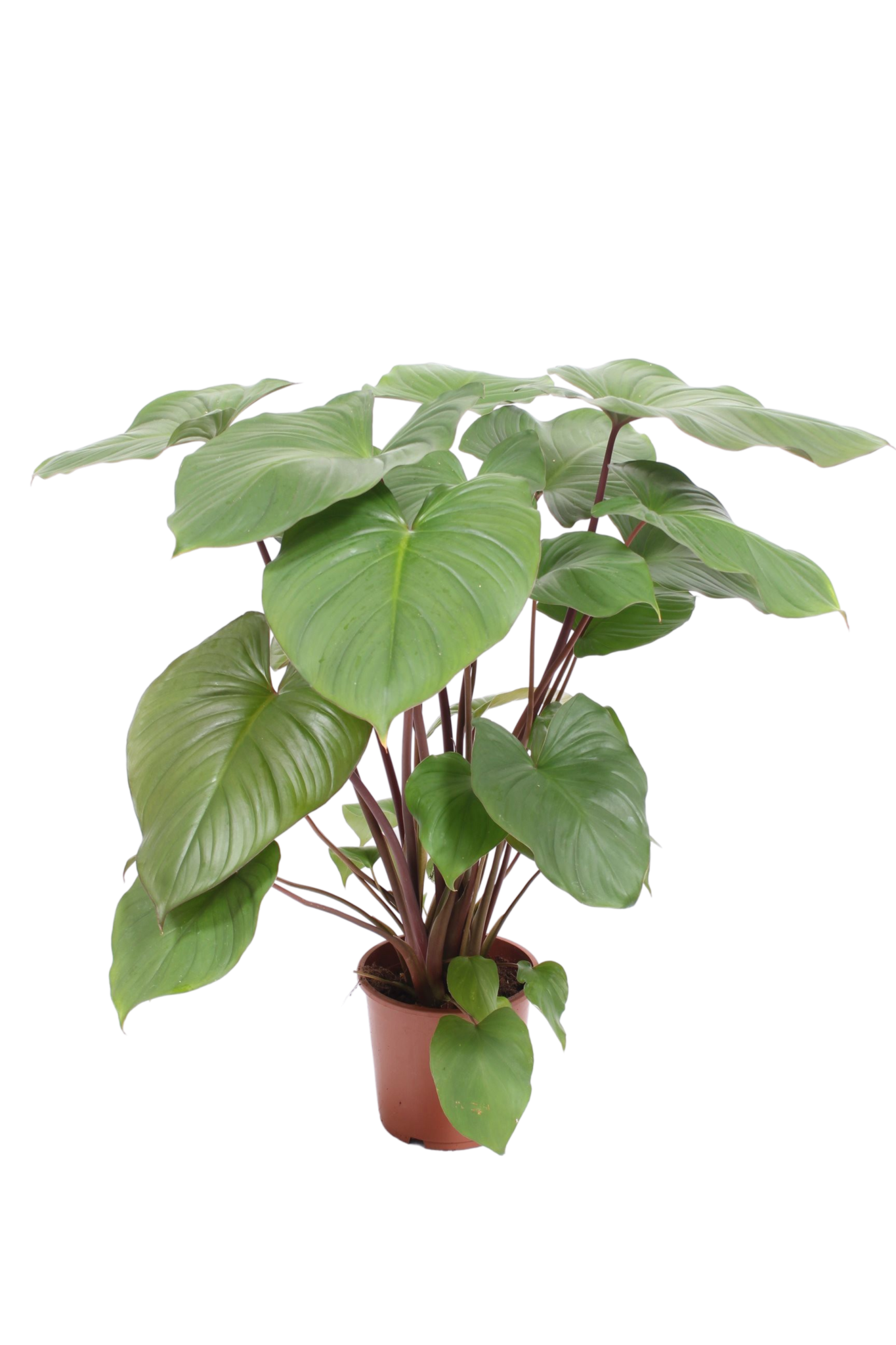 Homalomena Rub Maggy - Indoor House Plant