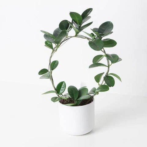 Hoya Australis Round in White Ceramic Pot - نبات داخلي