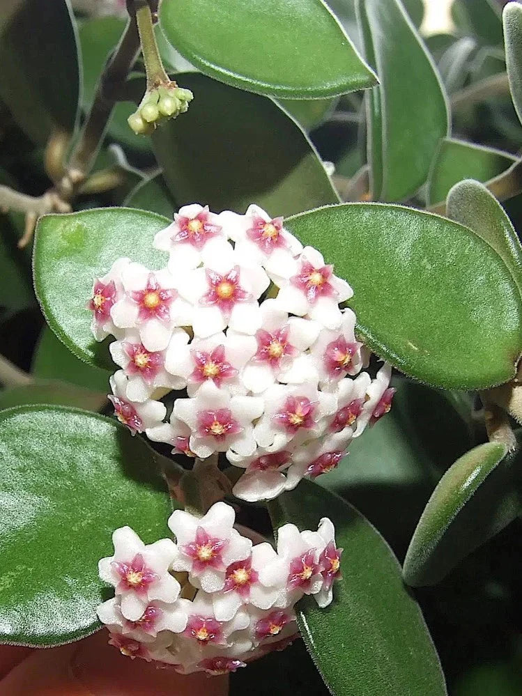 Hoya Nummularioid...