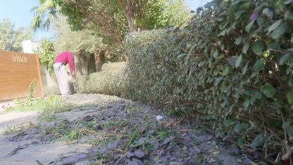 Vitex trifolia ‘Purpurea’ (Purple Vitex) - نبتة كف مريم