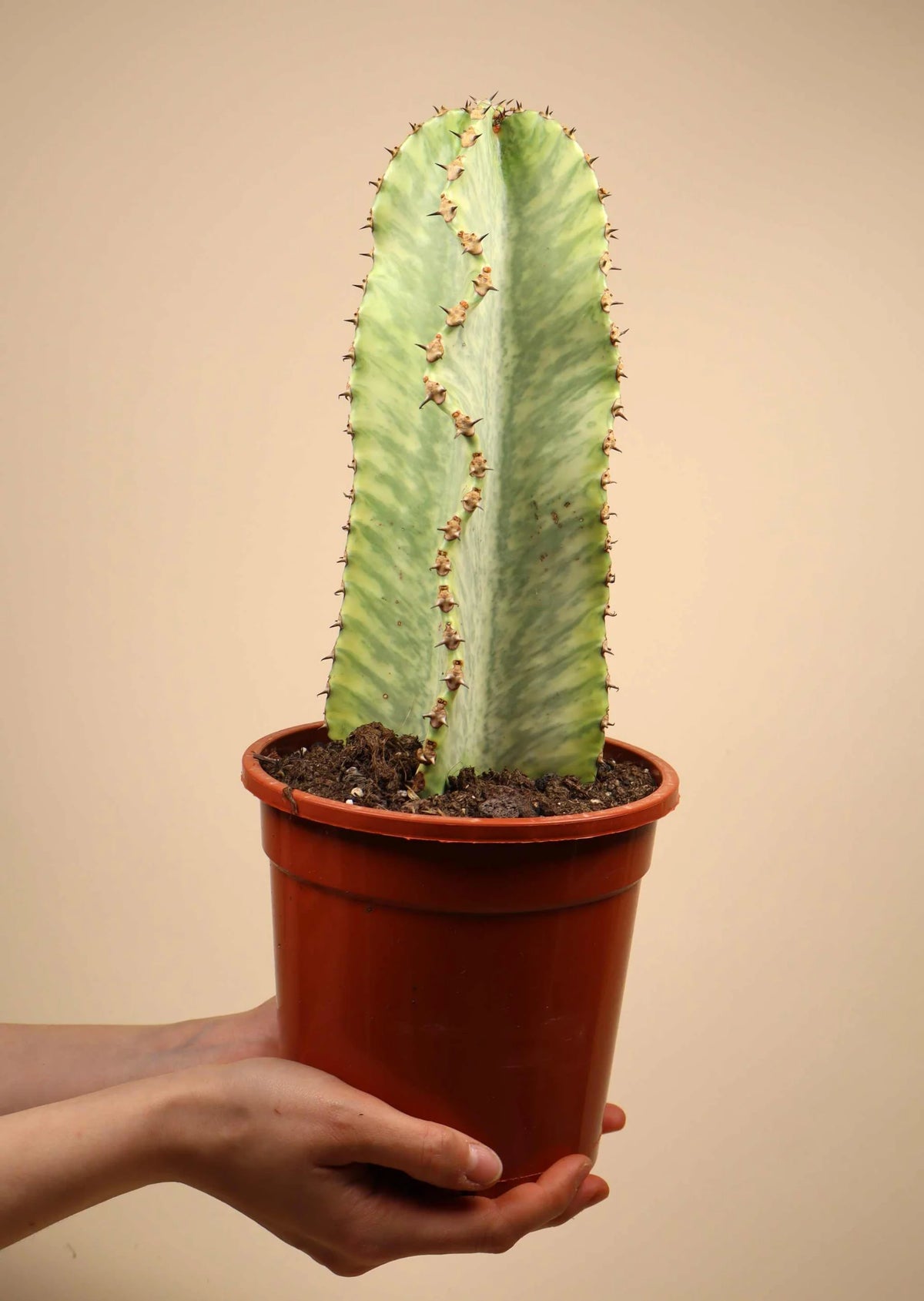 Euphorbia Variegata - صبار يوفوربيا