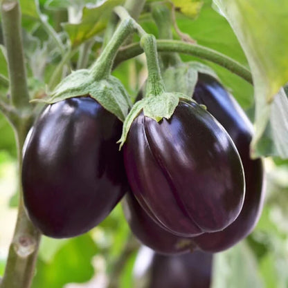 Eggplant Black Beauty