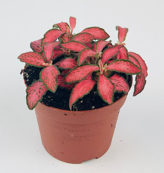 Fittonia Plant Red (فيتونيا الأحمر) نبات داخلي