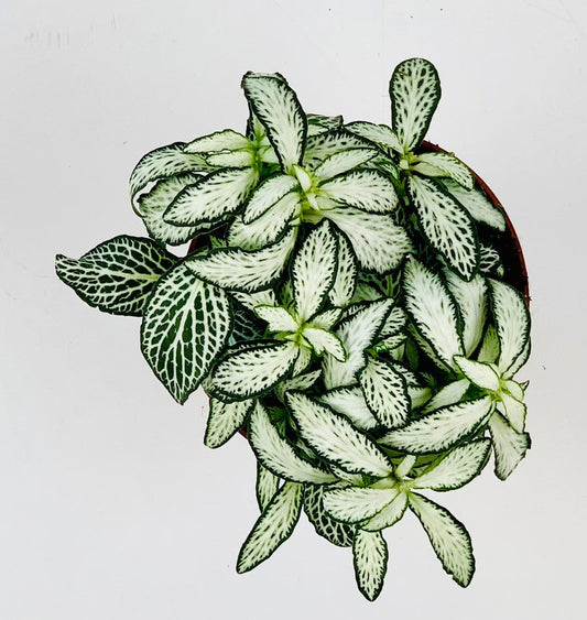 Fittonia Plant (Green) نبات الفيتونيا (أخضر)