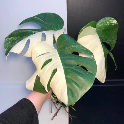 Monstera Half Moon Variegated - Rare Plant - Indoor Plant - نبات داخلي - نبات المونستيرا