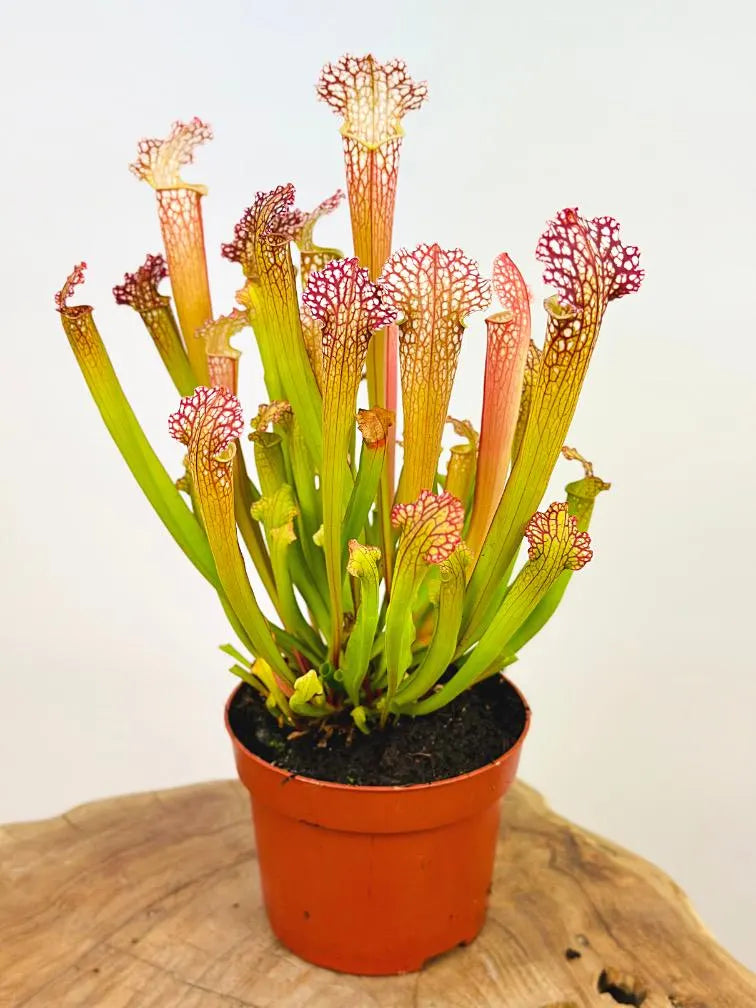 Sarracenia Plant ...