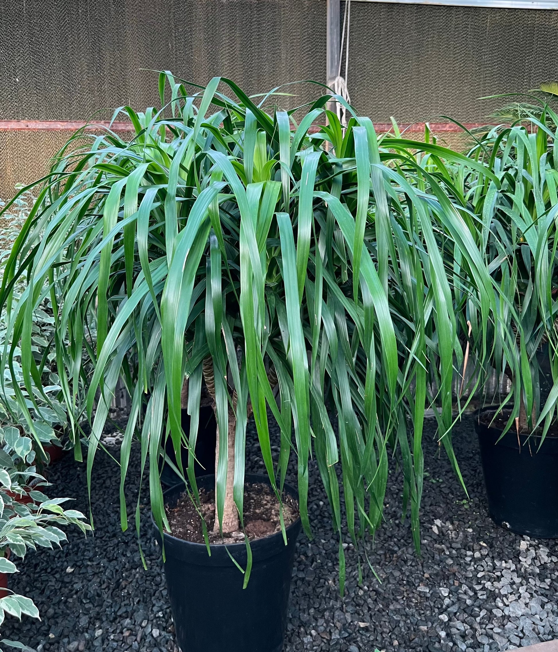Dracaena Draco Green Indoor Plants Plant And dracaena-draco-green-indoor-plants-plant-and