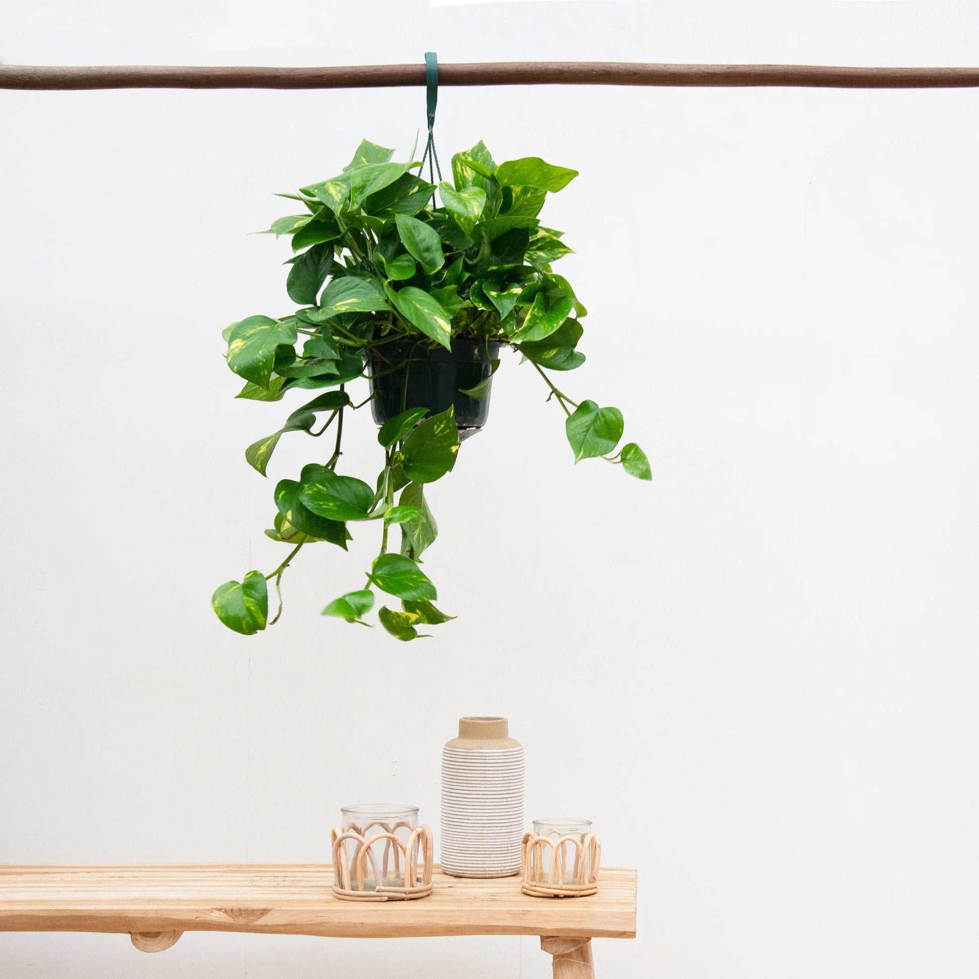 Money Plant (Epipremnum Aureum) with heart-shaped leaves cascading from a hanging basket, displayed indoors.
