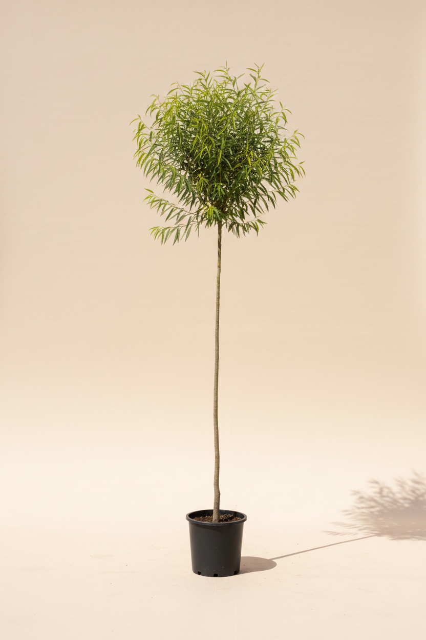 Acacia salicina T...