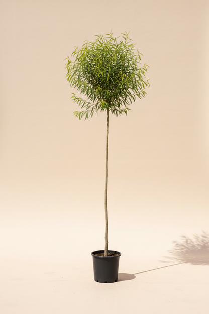 Acacia salicina Willow-leaved Wattle Tree, 250cm tall, in a black nursery pot against a beige background