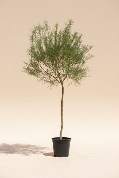 Parkinsonia aculeata Jerusalem Thorn Tree, 270cm tall, in a black nursery pot against a beige background