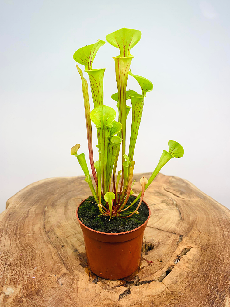 Sarracenia Plant ...