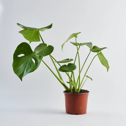 The Monstera Deliciosa, often referred to as the "Swiss Cheese Plant," is a popular and iconic indoor house plant known for its large, glossy leaves and unique leaf fenestrations. This tropical beauty adds a touch of exotic elegance to any indoor space, making it a favorite among plant enthusiasts. Order your Monstera Deliciosa from Plant and Pot Co., with fast delivery available in Kuwait, and bring the lushness of the tropics into your home.