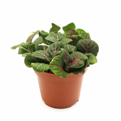 Fittonia Plant Dark Green - نبات الفيتونيا