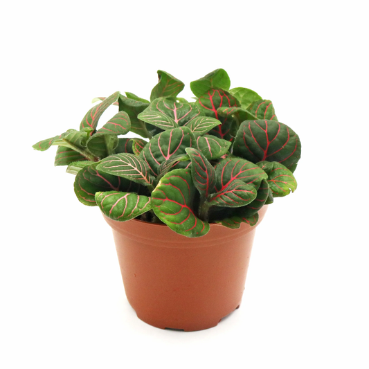 Fittonia Plant Dark Green - نبات الفيتونيا