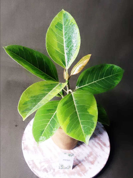 Ficus Benghalensis Audrey - Bengal Fig