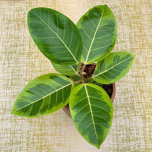 Ficus Benghalensis Audrey - Bengal Fig