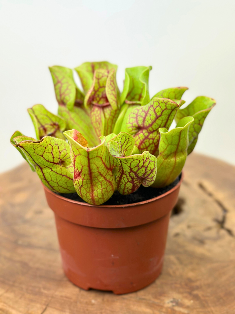 Sarracenia Plant - Insect Eating Plant - Indoor Carnivorous Plant
