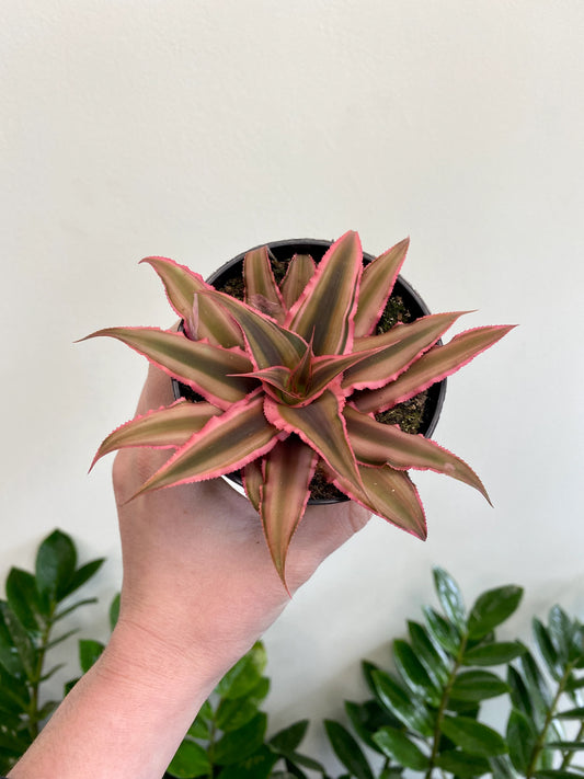 Monstera Burle Marx Flame