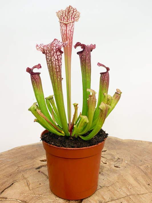 Carnivorous Plants Plant and Pot Co.