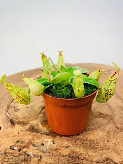 Nepenthes Hookeriana - Carnivorous Plant - Insect Eating Plant - Indoor Plant