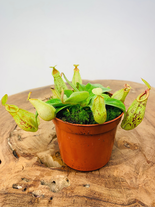 Nepenthes Hookeriana - Carnivorous Plant - Insect Eating Plant - Indoor Plant