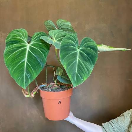 Philodendron Gloriosum - Rare Indoor House Plant - نبات داخلي