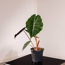 Alocasia Chantrieri - Rare Indoor House Plant - نبات داخلي