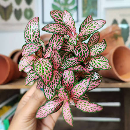 Fittonia Pink - نبات الفيتونيا