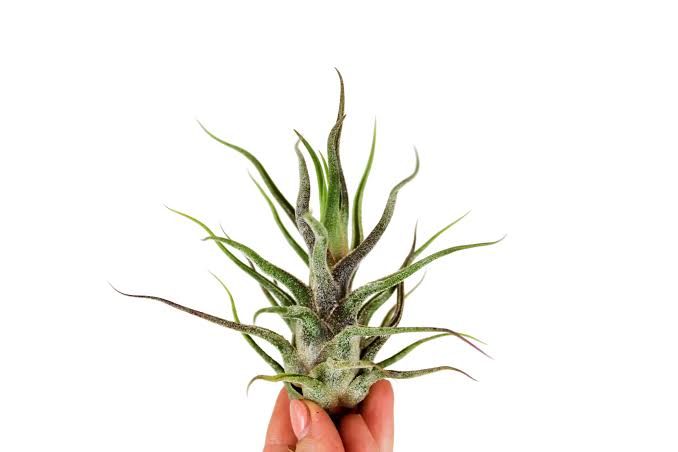 Tillandsia Pruino...