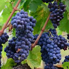 Muscat Blue Grape Plant - Vitis Vinifera Lakemont - نبات العنب الأزرق