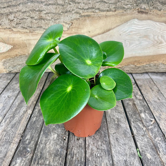 Peperomia Polybotrya Raindrop - Indoor House Plant - نبات داخلي