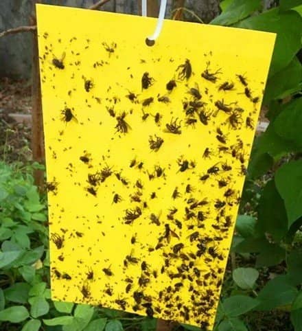 Whitefly Traps - Yellow Sticky Traps