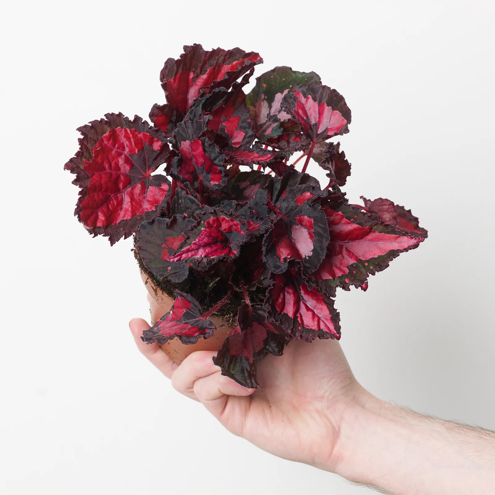 Begonia Beleaf In...