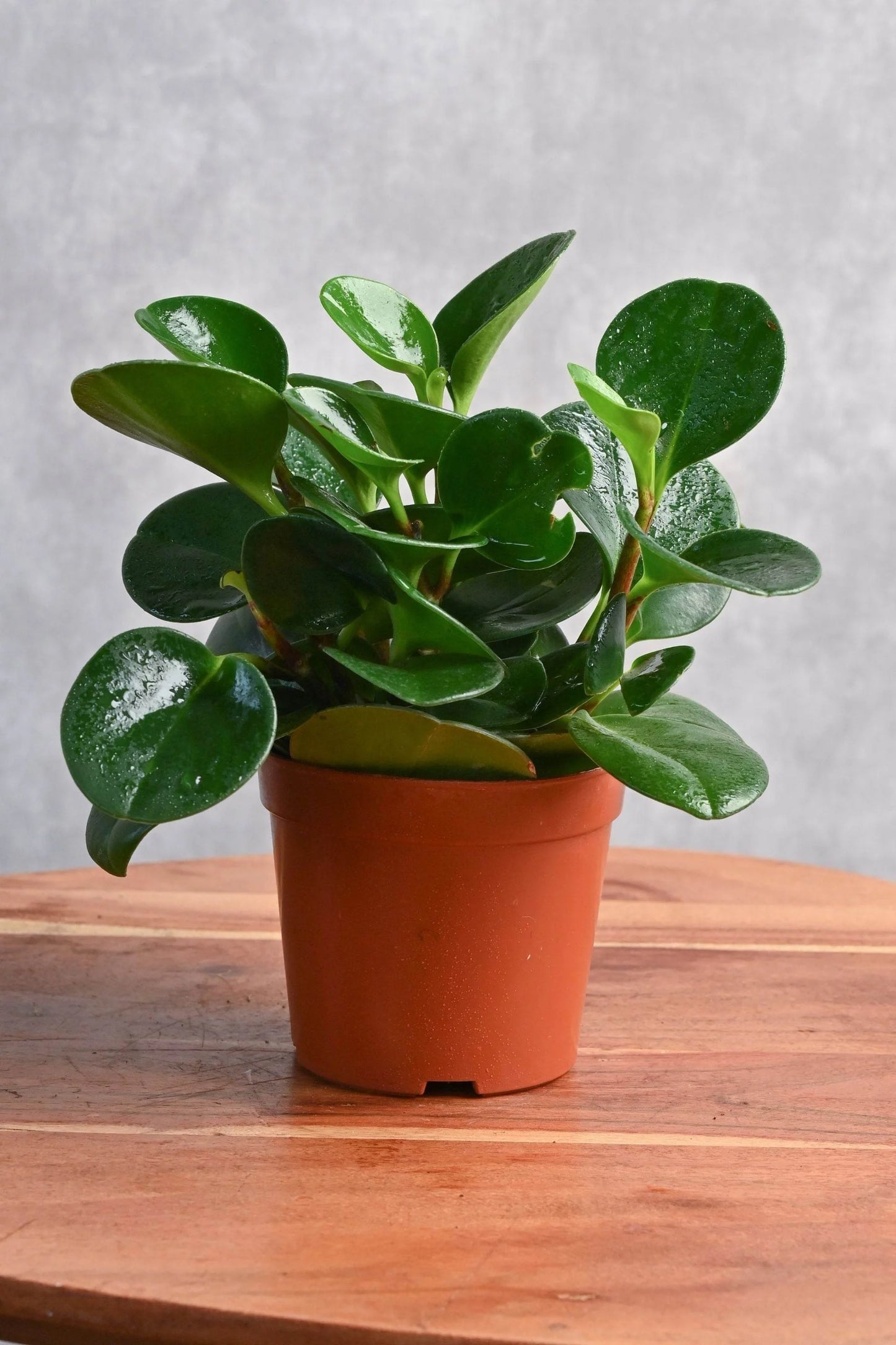 Peperomia Obtusifolia – Baby Rubber Plant - نبات داخلي
