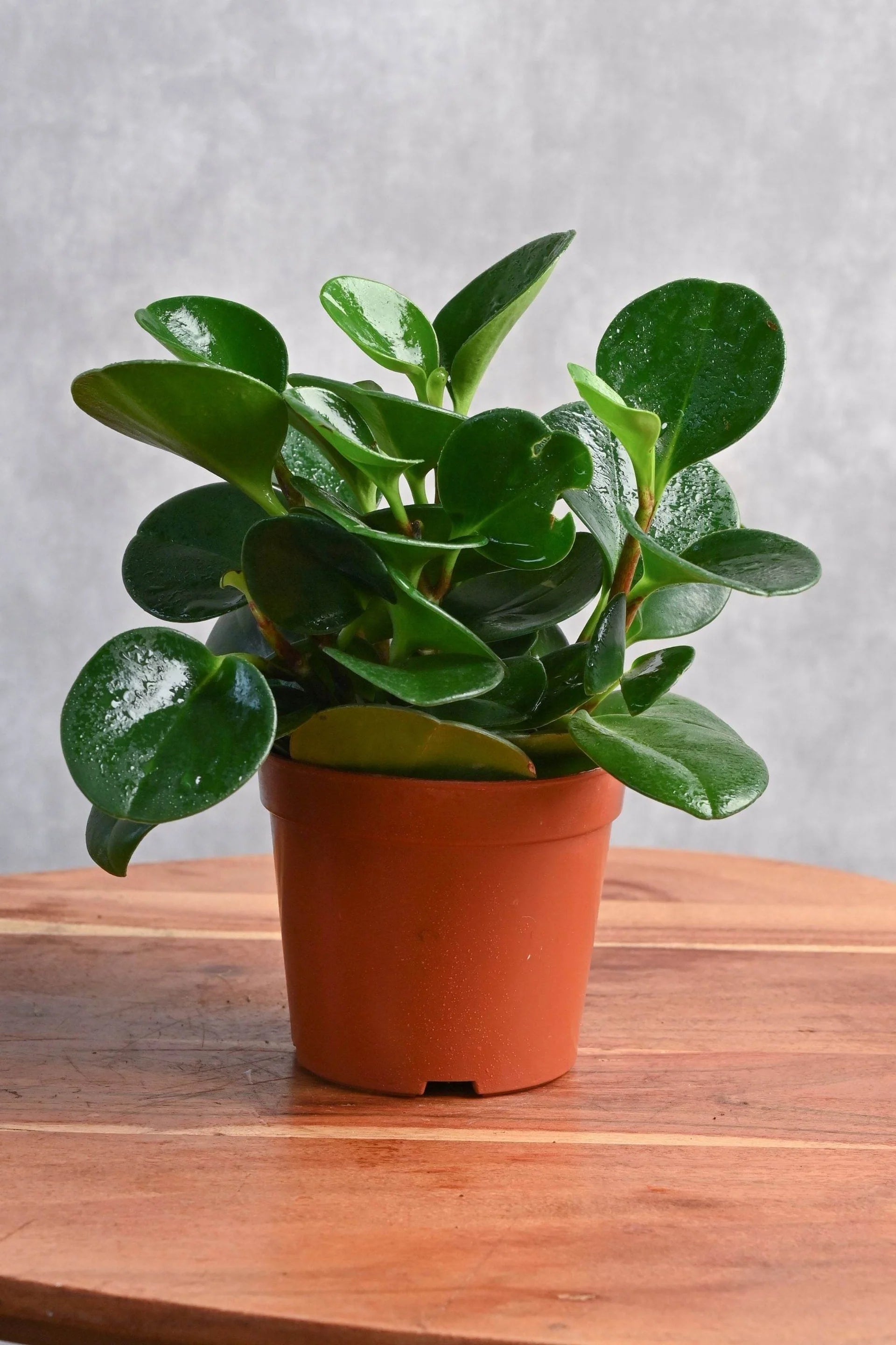 Peperomia Obtusif...