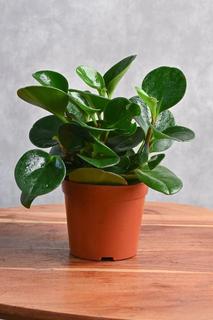 Peperomia Obtusifolia – Baby Rubber Plant - نبات داخلي