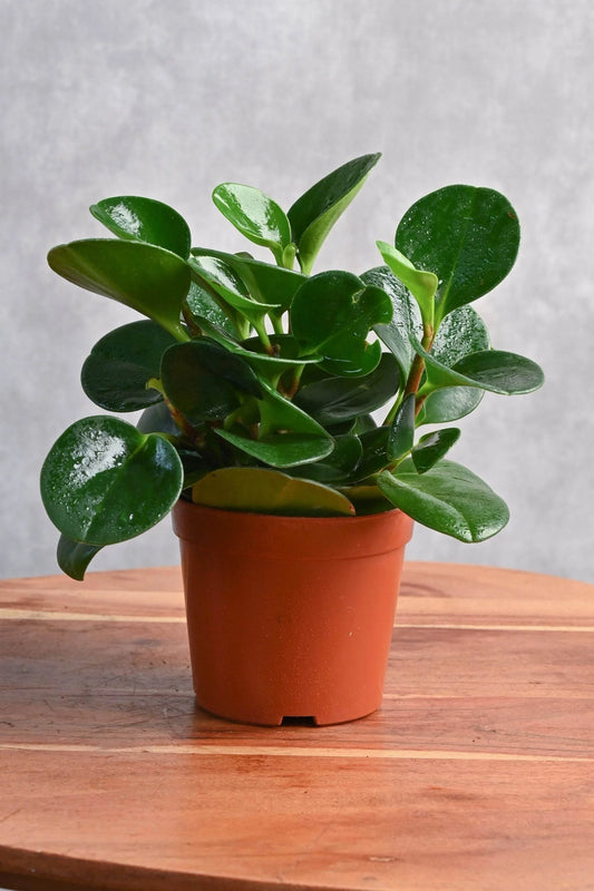 Peperomia Obtusifolia – Baby Rubber Plant - نبات داخلي